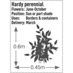 Rudbeckia Fulgida 'Early Bird Gold' -NAOMI Plant Shop RUDB T57550 B h