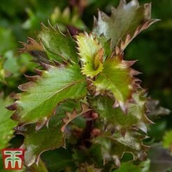 Ilex 'Little Rascal' -NAOMI Plant Shop Rascal