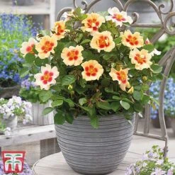 Rose 'Eyes Collection' -NAOMI Plant Shop Rose coll31