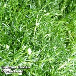 Sagina Subulata -NAOMI Plant Shop SAGI SUBULATA S45003