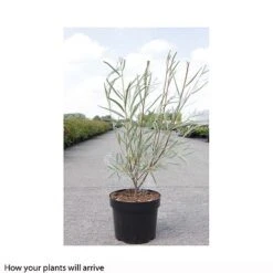 Salix Exigua -NAOMI Plant Shop SALI T66445 A h