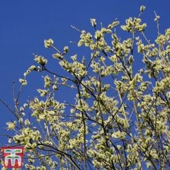 Pussy Willow (Hedging) -NAOMI Plant Shop SALI T70372 A