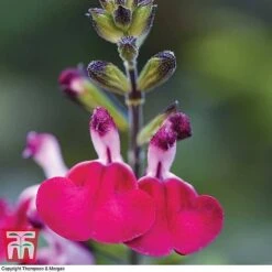 Salvia Lips Collection -NAOMI Plant Shop SALV KB3098 C