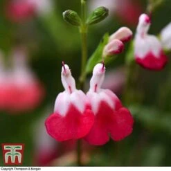 Salvia Lips Collection -NAOMI Plant Shop SALV KB3098 D