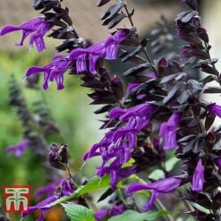 Salvia 'Amistad'