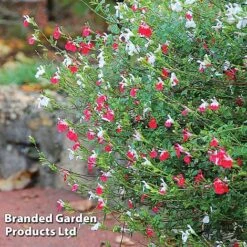 Salvia Lips Duo Collection -NAOMI Plant Shop SALV HOTLIPS L09234