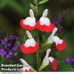 Salvia Lips Duo Collection -NAOMI Plant Shop SALV HOTLIPS T08816