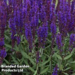 Perennial Eternal Flowering Collection -NAOMI Plant Shop SALV SALVABLUE S364752021