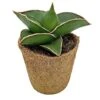 Samurai Dwarf Snake Plant - Rare Houseplant - 6cm Pot - Sansevieria Samurai