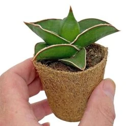 Samurai Dwarf Snake Plant - Rare Houseplant - 6cm Pot - Sansevieria Samurai 7 Samurai Dwarf Snake Plant - Rare Houseplant - 6cm Pot - Sansevieria Samurai -NAOMI Plant Shop SAM 3