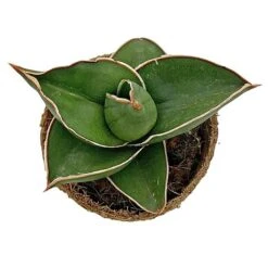 Samurai Dwarf Snake Plant - Rare Houseplant - 6cm Pot - Sansevieria Samurai 8 Samurai Dwarf Snake Plant - Rare Houseplant - 6cm Pot - Sansevieria Samurai -NAOMI Plant Shop SAM 4