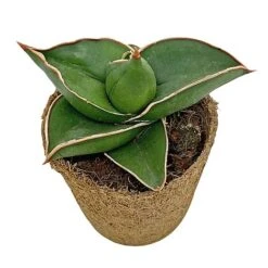 Samurai Dwarf Snake Plant - Rare Houseplant - 6cm Pot - Sansevieria Samurai 9 Samurai Dwarf Snake Plant - Rare Houseplant - 6cm Pot - Sansevieria Samurai -NAOMI Plant Shop SAM 5