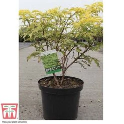 Sambucus Racemosa 'Sutherland Gold' -NAOMI Plant Shop SAMB T58160 C