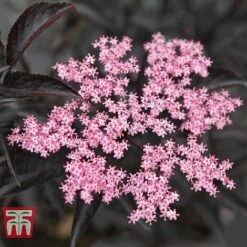 Sambucus Nigra F. Porphyrophylla 'Black Beauty' -NAOMI Plant Shop SAMB T62079 A
