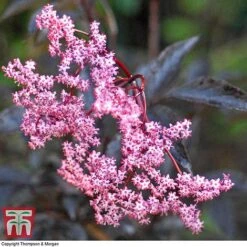 Sambucus Nigra F. Porphyrophylla 'Black Beauty' -NAOMI Plant Shop SAMB T62079 C