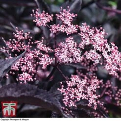 Sambucus Nigra F. Porphyrophylla 'Black Beauty' -NAOMI Plant Shop SAMB T62079 E