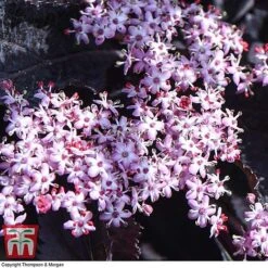 Sambucus Nigra F. Porphyrophylla 'Black Beauty' -NAOMI Plant Shop SAMB T62079 F