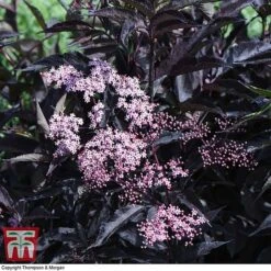 Sambucus Nigra F. Porphyrophylla 'Black Beauty' -NAOMI Plant Shop SAMB T62079 G