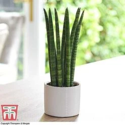 Easy Care Houseplant Collection -NAOMI Plant Shop SANS KB1128 A1