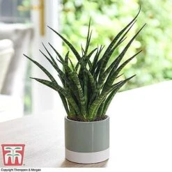Easy Care Houseplant Collection -NAOMI Plant Shop SANSF KB1720 A1