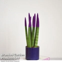 Sansevieria Cylindrica 'Straight' Carnival Colour -NAOMI Plant Shop SANS COLCARNIV T38942