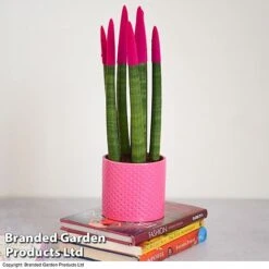 Sansevieria Cylindrica 'Straight' Carnival Colour -NAOMI Plant Shop SANS COLCARNIV T38943