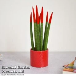 Sansevieria Cylindrica 'Straight' Carnival Colour -NAOMI Plant Shop SANS COLCARNIV T38947