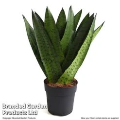 Sansevieria Zeylanica -NAOMI Plant Shop SANS ZEYLA12CM T48483