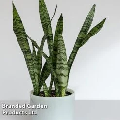 Sansevieria Zeylanica -NAOMI Plant Shop SANS ZEYLANICA W45795