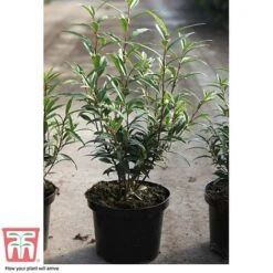 Sarcococca Hookeriana Var. Digyna -NAOMI Plant Shop SARC T57985 C