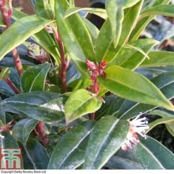 Sarcococca Hookeriana 'Winter Gem' -NAOMI Plant Shop SARC T80332 A
