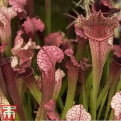 Sarracenia Leucophylla -NAOMI Plant Shop SARR TKA2938 A