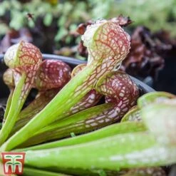 Sarracenia Leucophylla -NAOMI Plant Shop SARR TKA2938 B