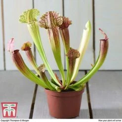 Sarracenia Leucophylla -NAOMI Plant Shop SARR TKA2938 E