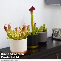 Sarracenia (Pitcher Plant) Mix 8 Sarracenia (Pitcher Plant) Mix -NAOMI Plant Shop SARR MIXD T48853