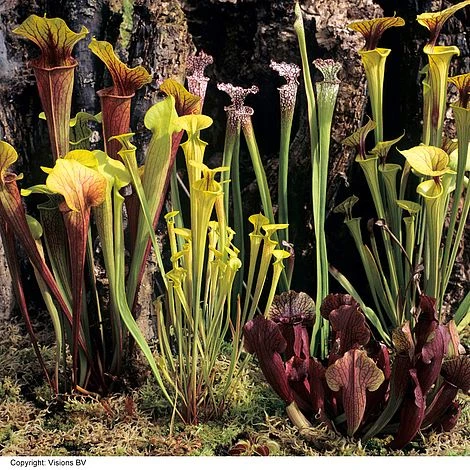 Sarracenia (Pitcher Plant) Mix 1 Sarracenia (Pitcher Plant) Mix