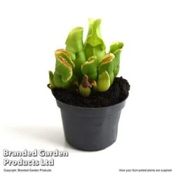 Sarracenia Purpurea Subsp. Venosa -NAOMI Plant Shop SARR VENOSA9CM T48493