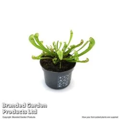 Sarracenia 'Wrigleyana' 10 Sarracenia 'Wrigleyana' -NAOMI Plant Shop SARR WRIGLE9CM T47998