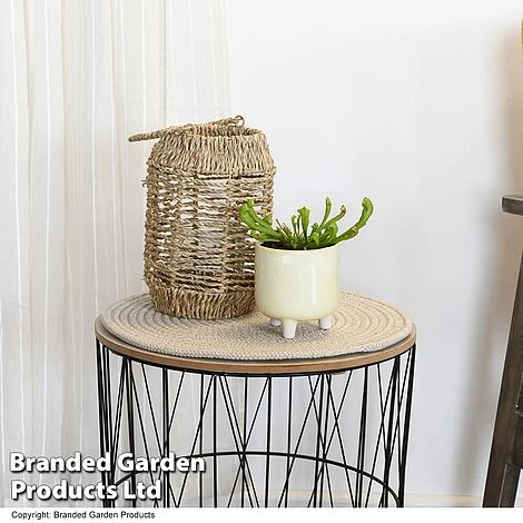 Sarracenia 'Wrigleyana' 2 Sarracenia 'Wrigleyana' - Image 2