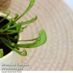 Sarracenia 'Wrigleyana' 11 Sarracenia 'Wrigleyana' -NAOMI Plant Shop SARR WRIGLEYAN T48000