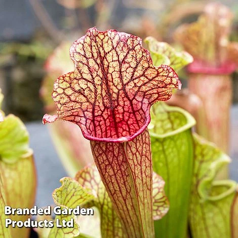 Sarracenia 'Wrigleyana' 4 Sarracenia 'Wrigleyana' - Image 4