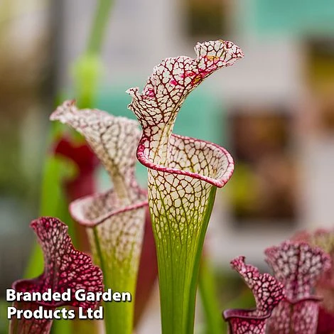 Sarracenia 'Wrigleyana' 1 Sarracenia 'Wrigleyana'
