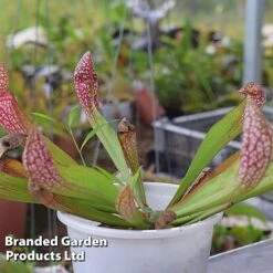 Sarracenia 'Wrigleyana' 8 Sarracenia 'Wrigleyana' -NAOMI Plant Shop SARR WRIGLEYAN W45414