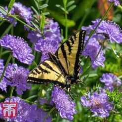Scabious 'Blue Jeans' -NAOMI Plant Shop SCAB T10249 C