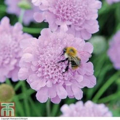 Scabious 'Kudos Collection' -NAOMI Plant Shop SCAB T73681 B h