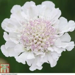Scabious 'Kudos Collection' -NAOMI Plant Shop SCAB T73681 C h