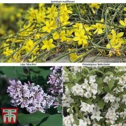 Hardy Shrub Trio -NAOMI Plant Shop SCEN WKB6451 A2