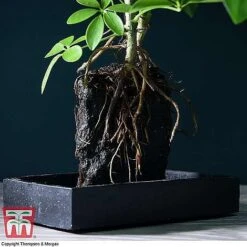 Lova Plant On Lava Rock - Gift -NAOMI Plant Shop SCH WKB4656 B1