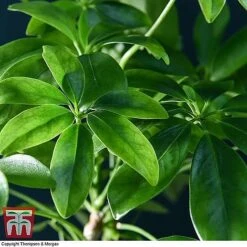 Lova Plant On Lava Rock - Gift -NAOMI Plant Shop SCH WKB4656 D1