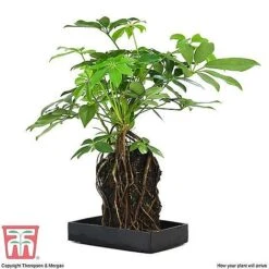 Lova Plant On Lava Rock - Gift -NAOMI Plant Shop SCH WKB4656 E1